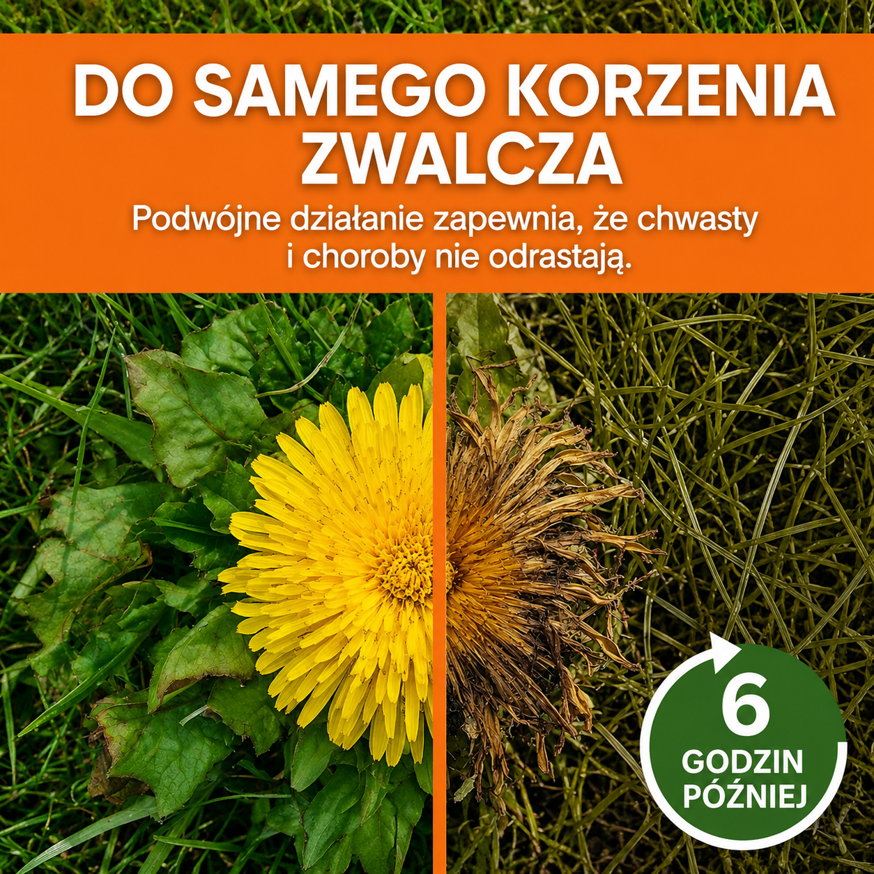 🌟 Oficjalny Sklep | ⏳ Zobacz, jak chwasty usychają w 6 godzin! AEXZR® 2 w 1 Herbicyd o maksymalnej sile(100% bez glifosatu)