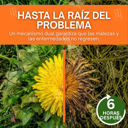 ✨ ¡De jungla de maleza a césped perfecto! | ⏱️ ¡Mira cómo se marchitan las malas hierbas en 6 horas! | AEXZR® 2-in-1 Herbicida Máxima Potencia